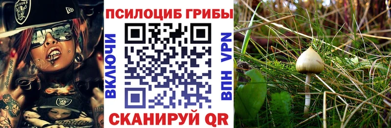 хочу наркоту  Яблоновский  Псилоцибиновые грибы прущие грибы 